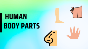 Body Parts: Shoulders, Legs, Fingers, And Nose