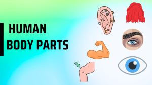 Body Parts: Hair, Ears, Eyebrows, Eyes, arms And Knees